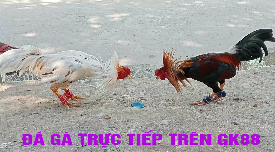 Đá gà trực tiếp trên GK88